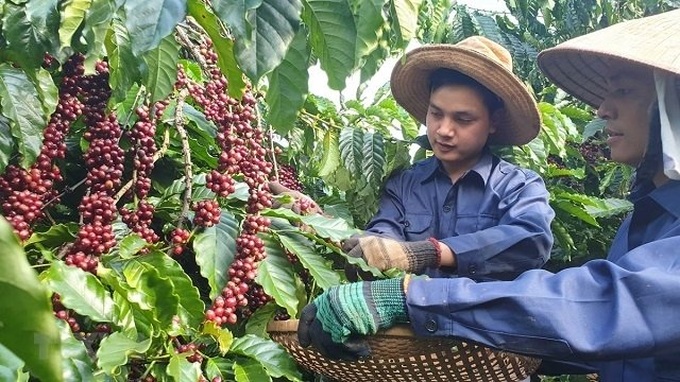 Coffee industry earns US$1.6 billion in first half of 2020 - 1
