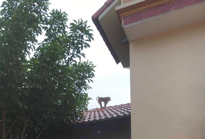 Monkey escapes cage, attacking child - 1