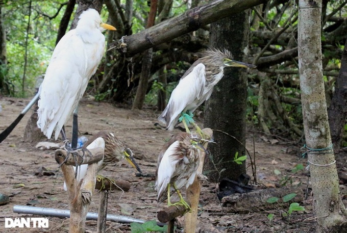 Wild bird hunting remains rampant in Ha Tinh - 2