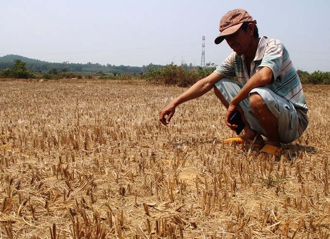 Rice fields abandoned as Binh Dinh suffers severe drought - 1
