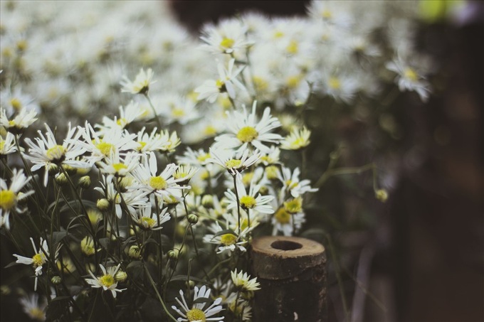 Hanoians flock to daisy garden for photos - 4