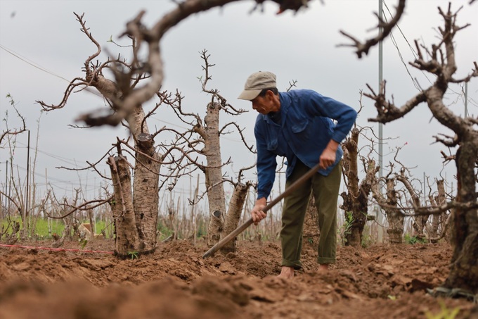 Post-Tet peach tree care service in high demand in Hanoi - 1