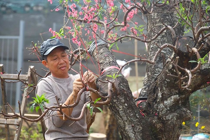 Post-Tet peach tree care service in high demand in Hanoi - 4