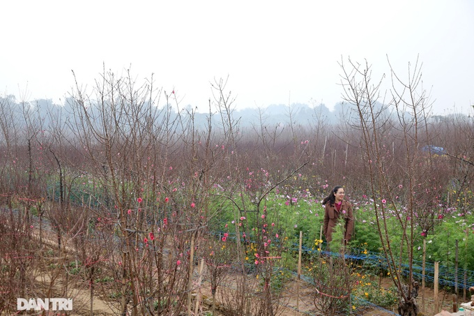 Peach blossoms cover Hanoi village - 5