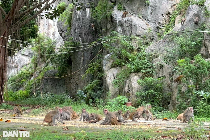 Hundreds of wild monkeys seek food at Thanh Hoa pagoda - 1