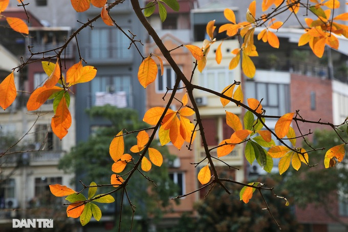 Hanoi trees mark return of spring - 6