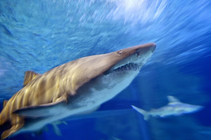 Mediterranean sharks risk 'disappearing': conservationists - 1