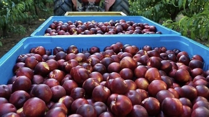 Australia to export peaches and nectarines to Vietnam - 1