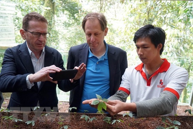 Foreign experts inspect Ngoc Linh ginseng cultivation in Quang Nam - 1 Foreign experts inspect Ngoc Linh ginseng cultivation in Quang Nam - 1