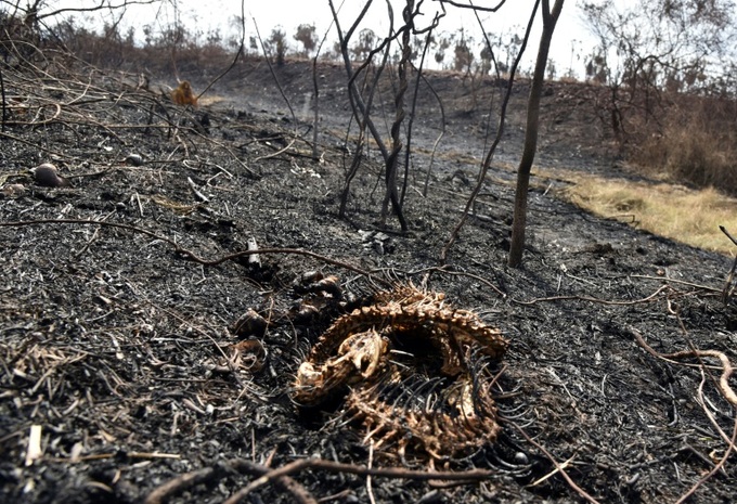 More than 2 million animals perish in Bolivia wildfires - 1