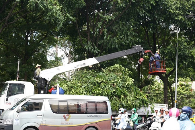 HCM City trees pruned following incidents - 4