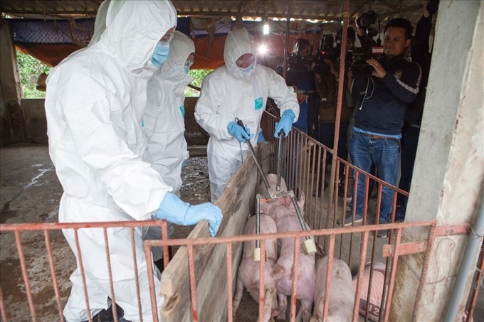 Schools ban pork as African swine fever spreads - 1