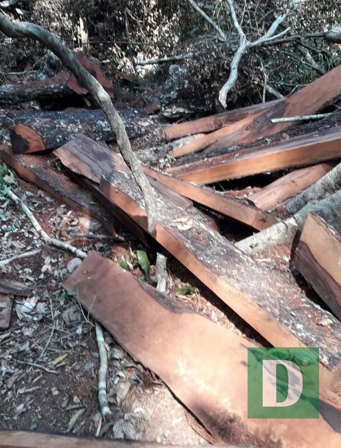 Border guards suspected of destroying in Phong Nha-Ke Bang forest - 1