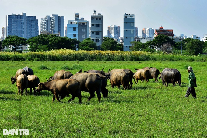HCM City's buffalo farmer rues rapid urbanisation - 1 HCM City's buffalo farmer rues rapid urbanisation - 1