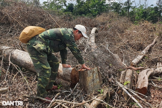 Quang Tri forest suffers illegal logging - 2 Quang Tri forest suffers illegal logging - 2