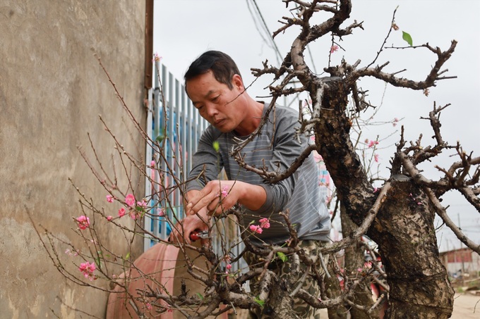 Post-Tet peach tree care service in high demand in Hanoi - 6