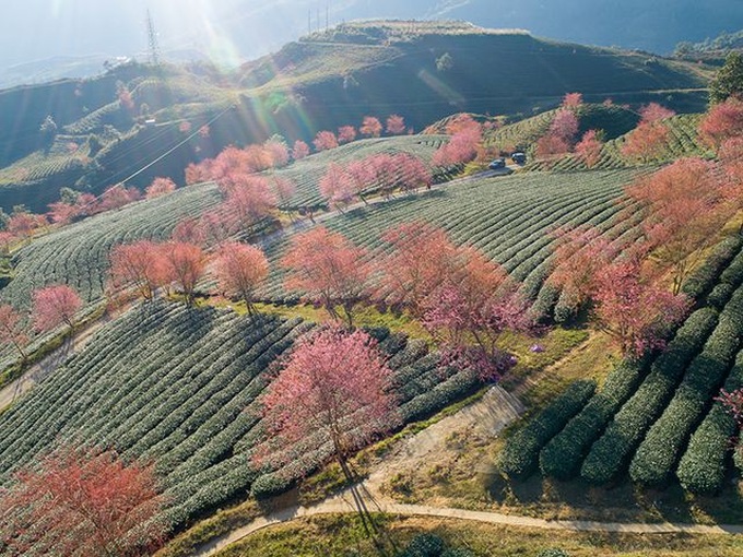 Beautiful scenery as cherry blossoms bloom in Sapa - 5 Beautiful scenery as cherry blossoms bloom in Sapa - 5