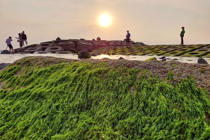 Visitors flock to green moss sea dyke in Phu Yen - 4 Visitors flock to green moss sea dyke in Phu Yen - 4