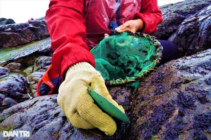 Seaweed season in Danang - 7