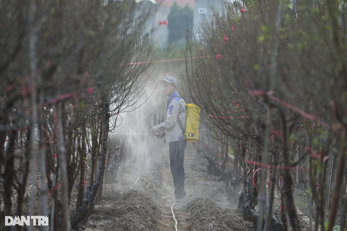 Early Hanoi peach blossoms signal Tet nears - 8