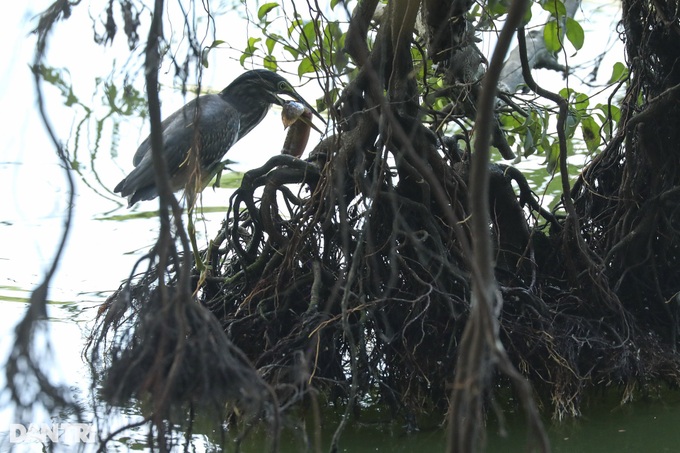 Hanoi central lake attracts wild birds - 7