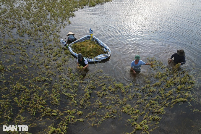 Hanoi’s submerged rice fields face wipeout - 5