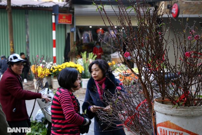 Early peach blossoms on Hanoi streets - 6
