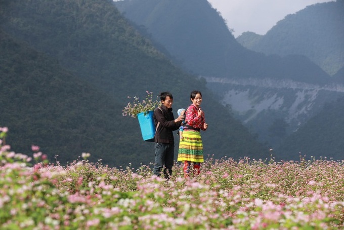 Ha Giang prepares for Buckwheat Flower Festival - 1 Ha Giang prepares for Buckwheat Flower Festival - 1