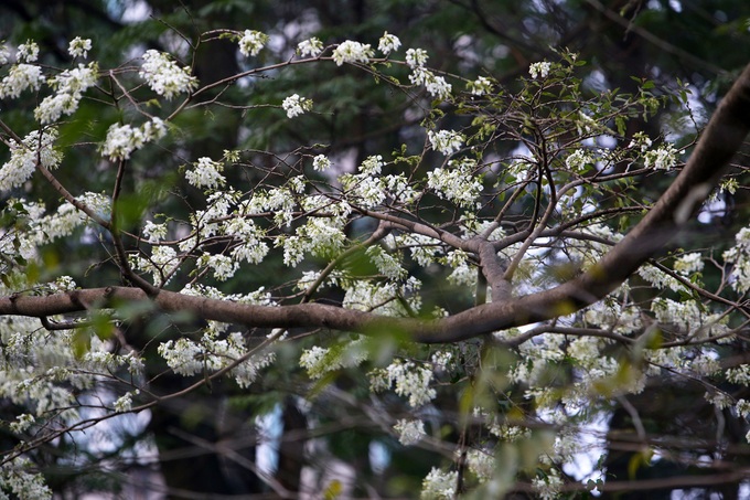 Hanoi streets covered by white sua flower - 6