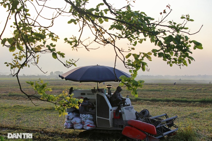 Hanoi's suburbs during ripening rice season - 8 Hanoi's suburbs during ripening rice season - 8