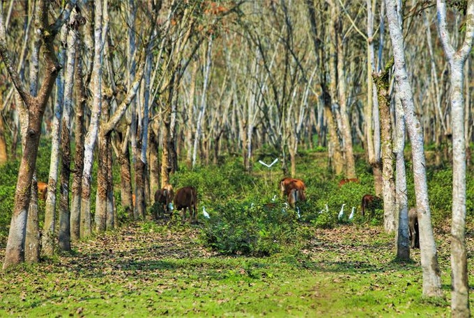 Ha Tinh rubber forest changes from yellow to red - 6