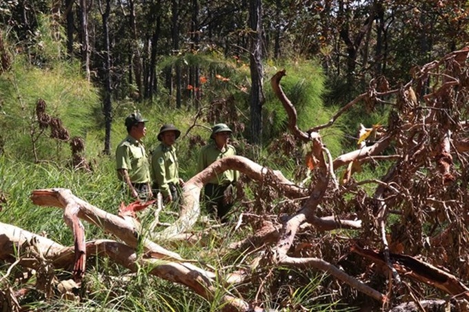 Deforestation continues to rage in Vietnam - 1 Deforestation continues to rage in Vietnam - 1