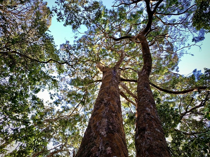 Ha Tinh national park’s pristine beauty - 9