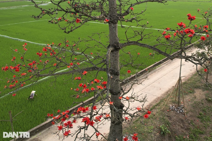 Red silk cotton flower season in Hanoi - 2