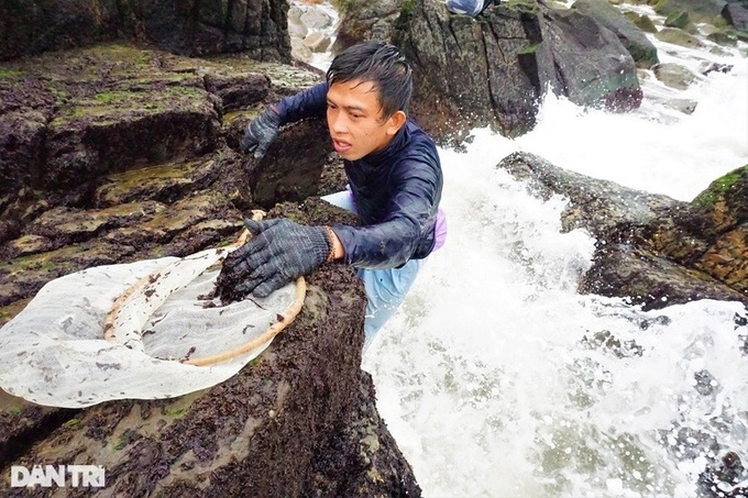 Seaweed season in Danang - 5