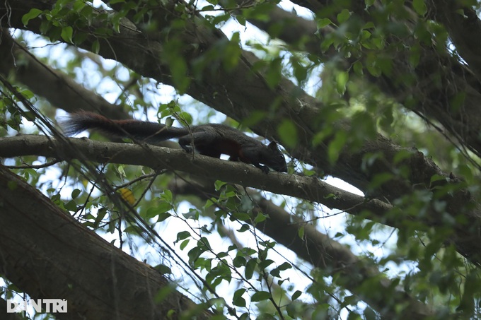 Hanoi central lake attracts wild birds - 8