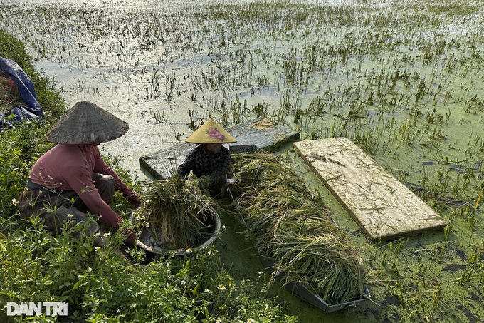 Hanoi’s submerged rice fields face wipeout - 8