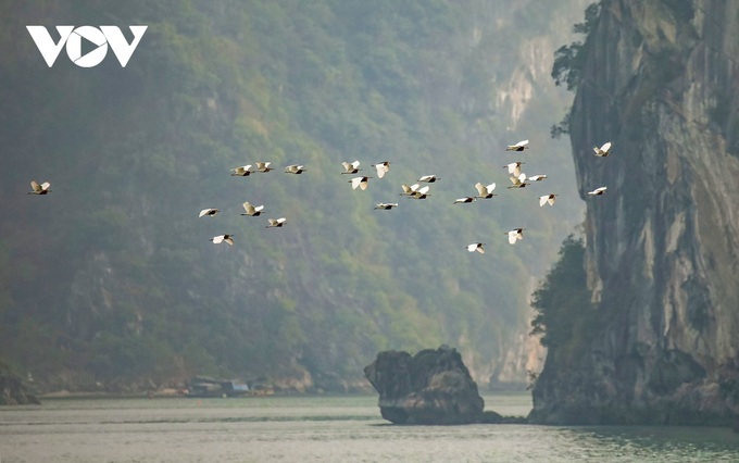 White stork flocks at Ha Long Bay - 5 White stork flocks at Ha Long Bay - 5