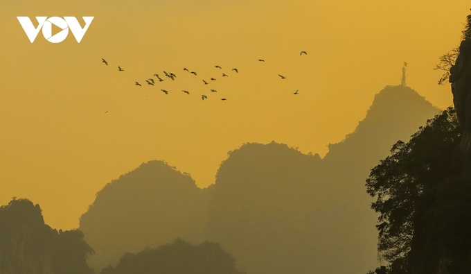 White stork flocks at Ha Long Bay - 7 White stork flocks at Ha Long Bay - 7