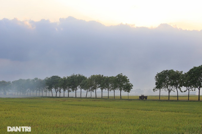 Hanoi's suburbs during ripening rice season - 9 Hanoi's suburbs during ripening rice season - 9