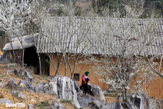 Ha Giang highlighted by spring flowers - 5 Ha Giang highlighted by spring flowers - 5