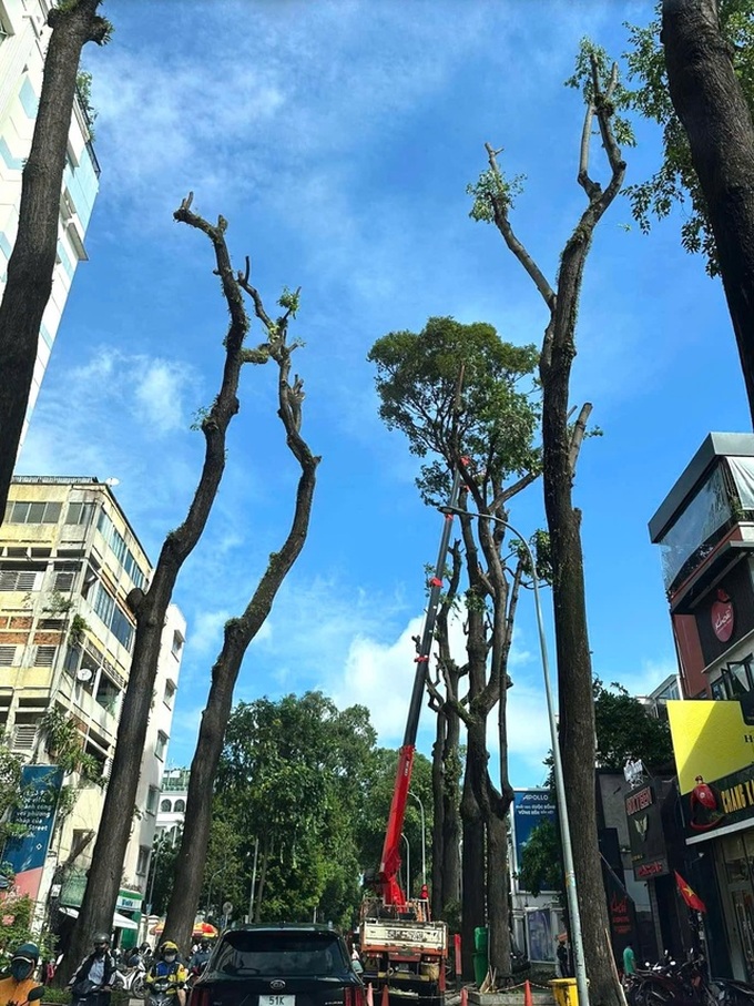 HCM City trees pruned following incidents - 3