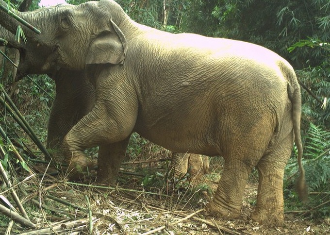 Two wild elephants spotted at Ha Tinh national park - 2