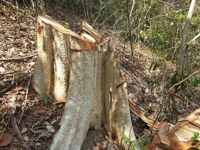 Ea So Natural Reserve ruined by loggers - 1 Ea So Natural Reserve ruined by loggers - 1