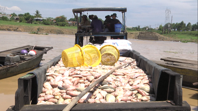 Pollution blamed for mass fish deaths on Dong Nai River - 1