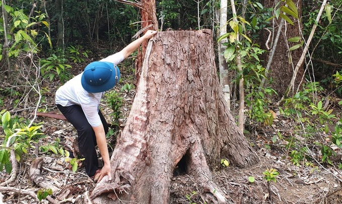 12 illegal loggers prosecuted for destroying forest in Phu Yen - 1