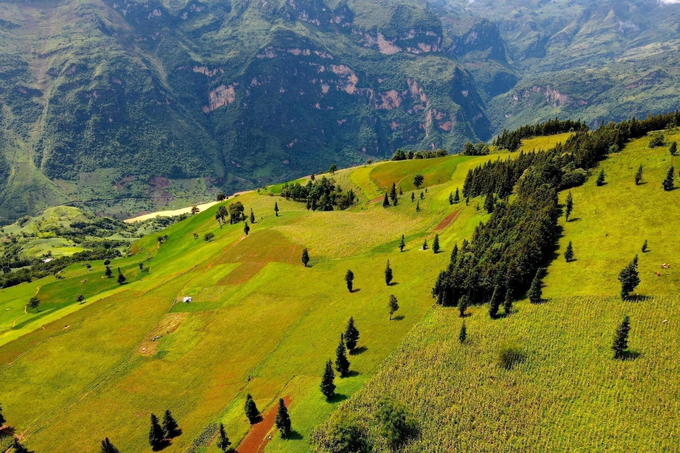 Buckwheat flower season on Ha Giang steppe - 7 Buckwheat flower season on Ha Giang steppe - 7