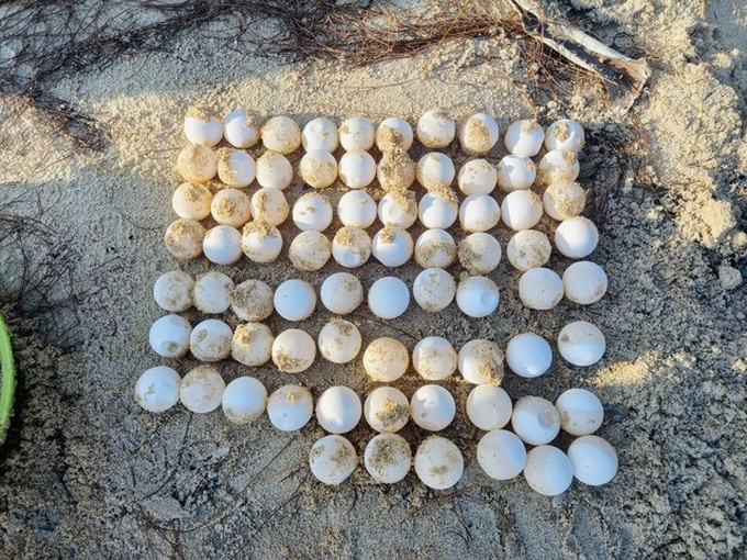 Rare turtle lays eggs on Binh Thuan Island - 1