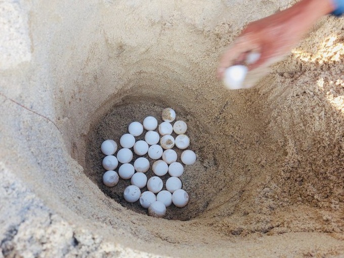 Rare turtle lays eggs on Binh Thuan Island - 2