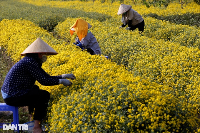 Blooming daisy season on Hung Yen - 3